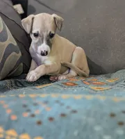 Shion , a male Whippet for sale in Rutherfordton, NC – 7 of 9