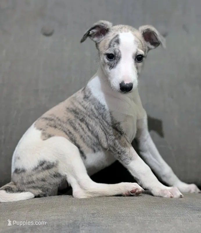 Mahina – Whippet puppy for sale in Rutherfordton, NC