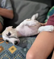 Aina , a female Whippet for sale in Rutherfordton, NC – 3 of 4