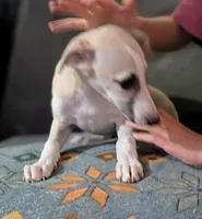 Aina , a female Whippet for sale in Rutherfordton, NC – 1 of 4
