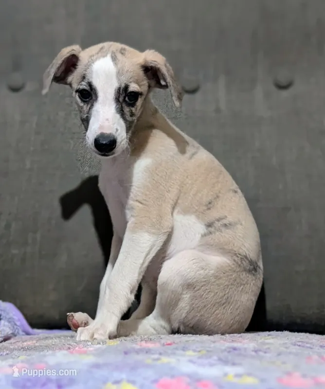 Jade – Whippet puppy for sale in Rutherfordton, NC