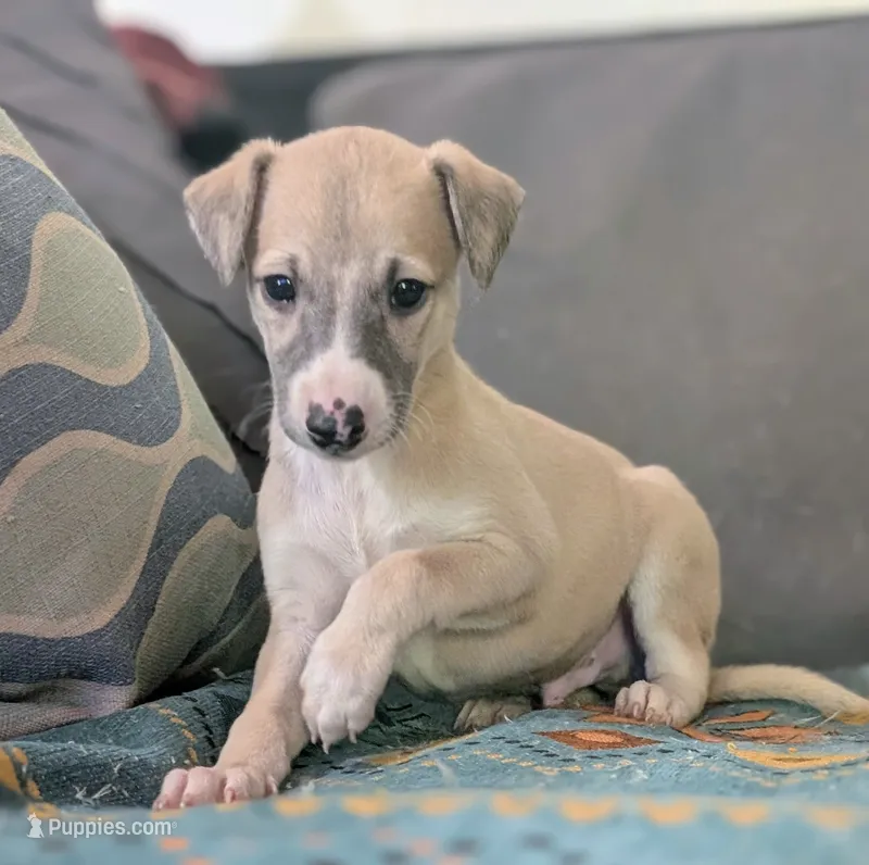 Shion  – Whippet puppy for sale in Rutherfordton, NC