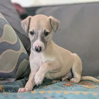 Shion , a male Whippet for sale in Rutherfordton, NC – 1 of 9