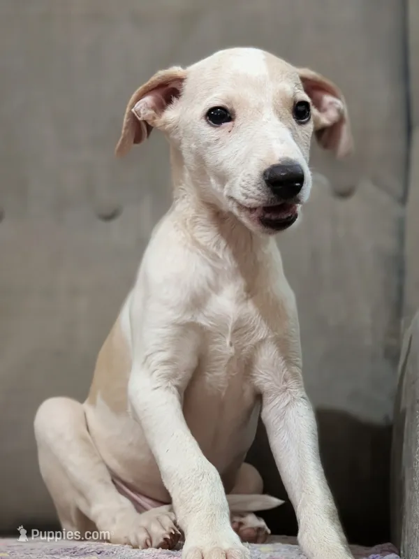 Jojo – Whippet puppy for sale in Rutherfordton, NC