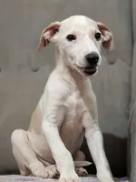 Jojo, a male Whippet for sale in Rutherfordton, NC – 1 of 8