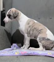 Jagger , a male Whippet for sale in Rutherfordton, NC – 3 of 5