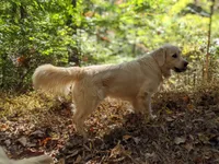 English Cream Golden Retriever male • $1,850, a male English Cream Golden Retriever for sale in Rutherfordton, NC – 3 of 3
