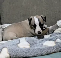 Chika, a female Whippet for sale in Rutherfordton, NC – 3 of 5