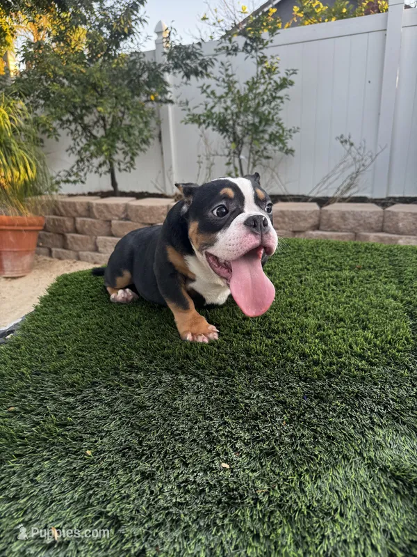 Chiquis  – American Bully puppy for sale in Lake Elsinore, CA