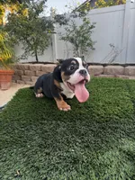 Chiquis , a female American Bully for sale in Lake Elsinore, CA – 1 of 3