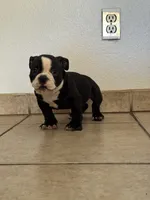 Roxy , a female American Bully for sale in Lake Elsinore, CA – 7 of 8