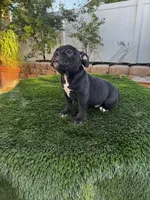 Black shadow , a male American Bully for sale in Lake Elsinore, CA – 3 of 4