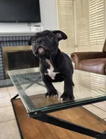Black shadow , a male American Bully for sale in Lake Elsinore, CA – 2 of 4