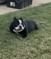 Roxy , a female American Bully for sale in Lake Elsinore, CA – 3 of 7