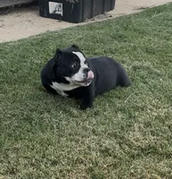 Roxy , a female American Bully for sale in Lake Elsinore, CA – 2 of 7