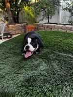 Roxy, a female American Bully for sale in Lake Elsinore, CA – 3 of 3