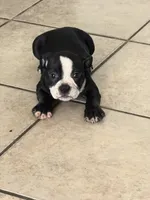 Roxy , a female American Bully for sale in Lake Elsinore, CA – 6 of 8