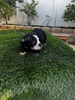 Roxy , a female American Bully for sale in Lake Elsinore, CA – 5 of 8