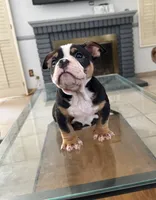 Chiquis, a female American Bully for sale in Lake Elsinore, CA – 2 of 5