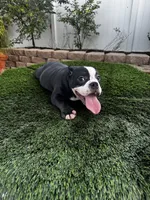 Roxy, a female American Bully for sale in Lake Elsinore, CA – 2 of 3
