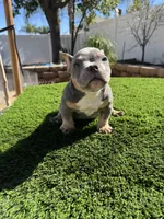 5, a female American Bully for sale in Lake Elsinore, CA – Photo 2 of 4
