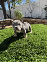 5, a female American Bully for sale in Lake Elsinore, CA – Photo 4 of 4