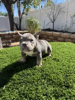 5, a female American Bully for sale in Lake Elsinore, CA – Photo 1 of 4