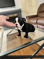 Roxy , a female American Bully for sale in Lake Elsinore, CA – 4 of 8