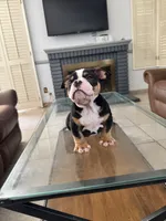 Chiquis, a female American Bully for sale in Lake Elsinore, CA – 5 of 5
