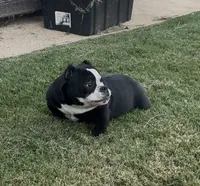 Roxy , a female American Bully for sale in Lake Elsinore, CA – 4 of 7