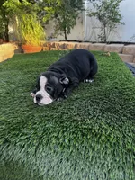 Roxy , a female American Bully for sale in Lake Elsinore, CA – 8 of 8