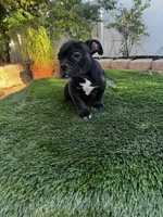 Black shadow , a male American Bully for sale in Lake Elsinore, CA – 4 of 4