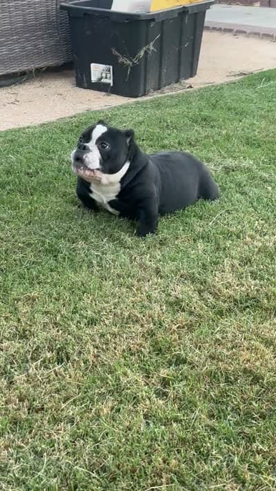 Roxy , a female American Bully for sale in Lake Elsinore, CA – 7 of 7