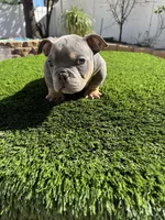 Dimitri, a male American Bully for sale in Lake Elsinore, CA – Photo 4 of 4