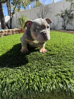 Dimitri, a male American Bully for sale in Lake Elsinore, CA – Photo 3 of 4