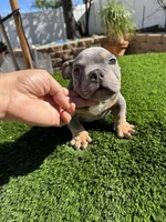 Dimitri, a male American Bully for sale in Lake Elsinore, CA – Photo 1 of 4