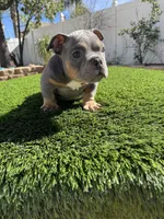 Dimitri, a male American Bully for sale in Lake Elsinore, CA – Photo 2 of 4