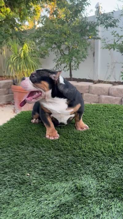 Chiquis , a female American Bully for sale in Lake Elsinore, CA – 3 of 3