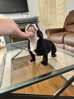 Roxy , a female American Bully for sale in Lake Elsinore, CA – 3 of 8