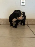 Roxy , a female American Bully for sale in Lake Elsinore, CA – 2 of 8
