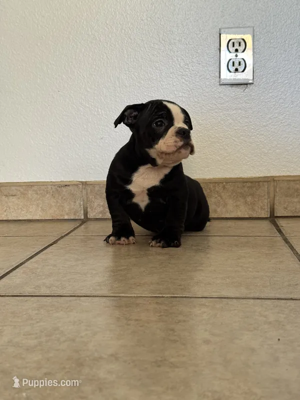 Roxy  – American Bully puppy for sale in Lake Elsinore, CA