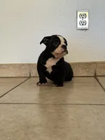 Roxy , a female American Bully for sale in Lake Elsinore, CA – 1 of 8