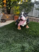 Chiquis , a female American Bully for sale in Lake Elsinore, CA – 2 of 3