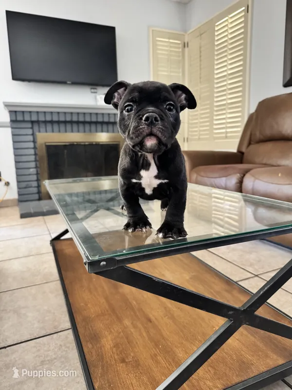Black shadow  – American Bully puppy for sale in Lake Elsinore, CA