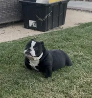 Roxy , a female American Bully for sale in Lake Elsinore, CA – 5 of 7