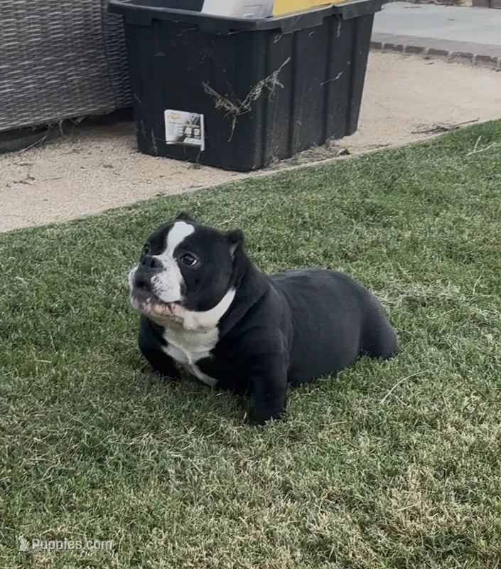 Roxy  – American Bully puppy for sale in Lake Elsinore, CA