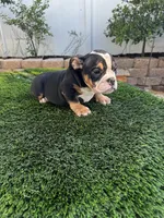 Chiquis, a female American Bully for sale in Lake Elsinore, CA – 4 of 5