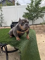 1, a female American Bully for sale in Lake Elsinore, CA – Photo 1 of 4