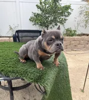 1, a female American Bully for sale in Lake Elsinore, CA – Photo 2 of 4