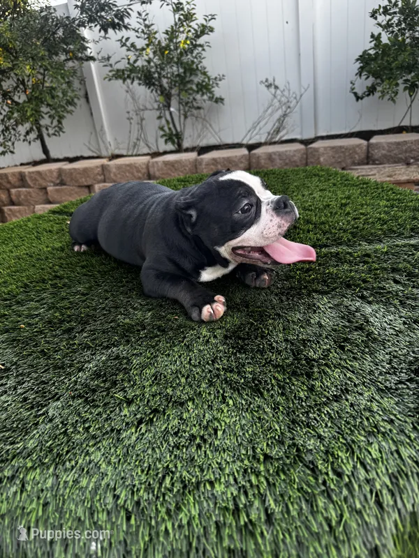 Roxy – American Bully puppy for sale in Lake Elsinore, CA